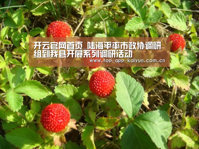 开云官网首页_陆海平率市政协调研组到我县开展系列调研活动(图1) 开云体育数据中心